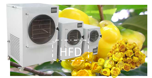 小型食品凍干機(jī)應(yīng)用于金花茶加工