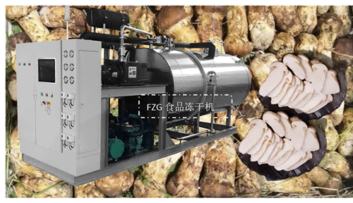 50平方食品凍干機交付野生菌松茸凍干使用