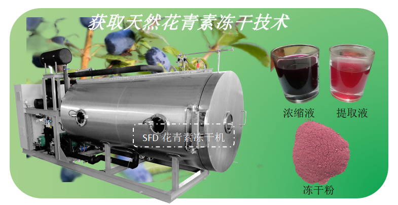 藍(lán)靛果提取花青素凍干技術(shù)和花青素凍干機(jī)集成系統(tǒng)
