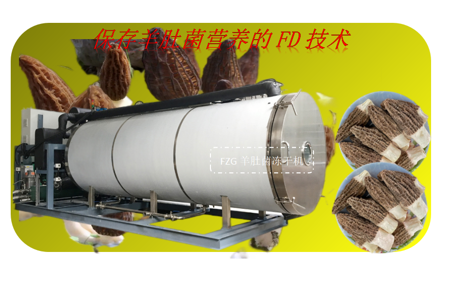 羊肚菌凍干技術(shù)和羊肚菌凍干機(jī)設(shè)備特點(diǎn)
