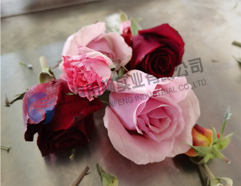 月季花凍干，鮮花真空冷凍干燥機(jī)應(yīng)用案例