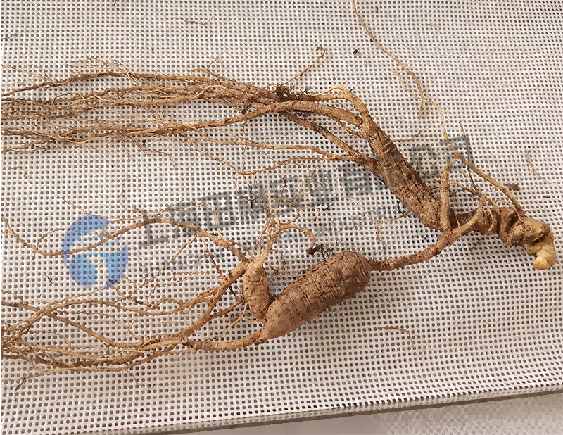 人參凍干，人參真空冷凍干燥機(jī)應(yīng)用