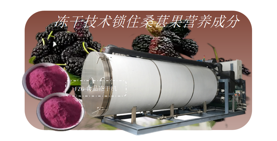 凍干機(jī)在桑葚果凍干產(chǎn)品開(kāi)發(fā)加工應(yīng)用