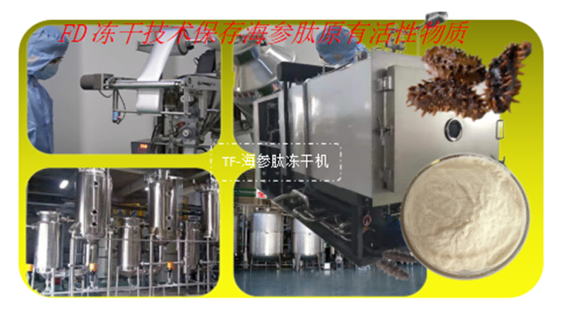 凍干機在海參多肽凍干加工應用