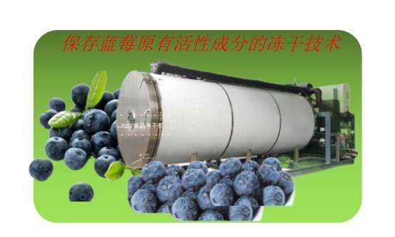 食品凍干機應(yīng)用于藍莓真空冷凍干燥試驗