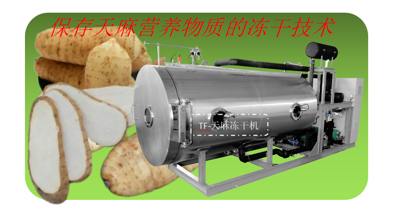 中藥材凍干機在天麻凍干加工生產