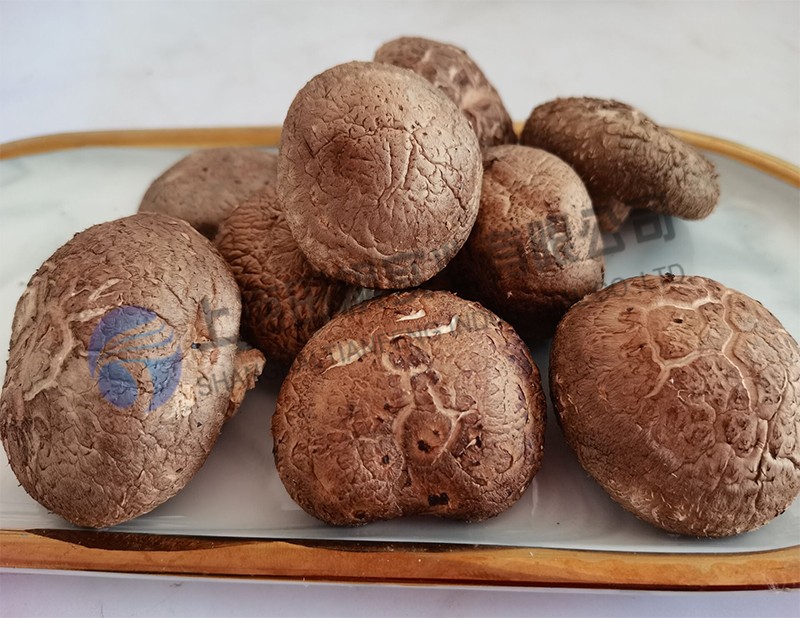 香菇凍干機：菌菇凍干工藝技術(shù)應(yīng)用于香菇凍干