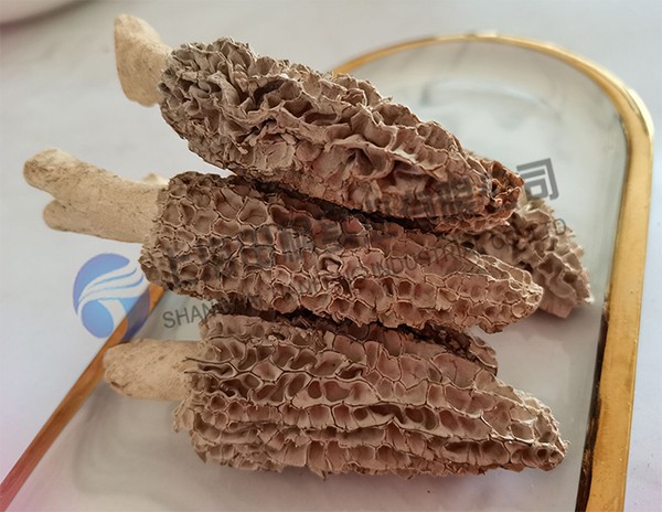 羊肚菌凍干：食品真空冷凍干燥機加工菌菇凍干技術(shù)