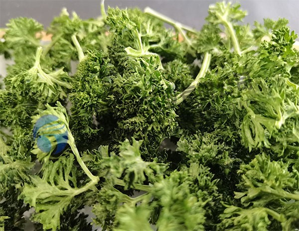 16854103752942.jpg 田楓歐芹.jpg