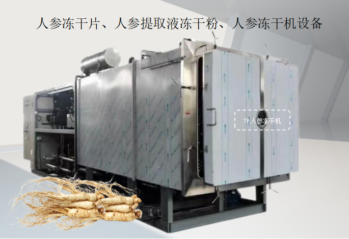 人參凍干片、人參提取液凍干粉、上海田楓人參凍干機設備