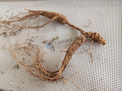 17085836622921.jpg 人參.jpg