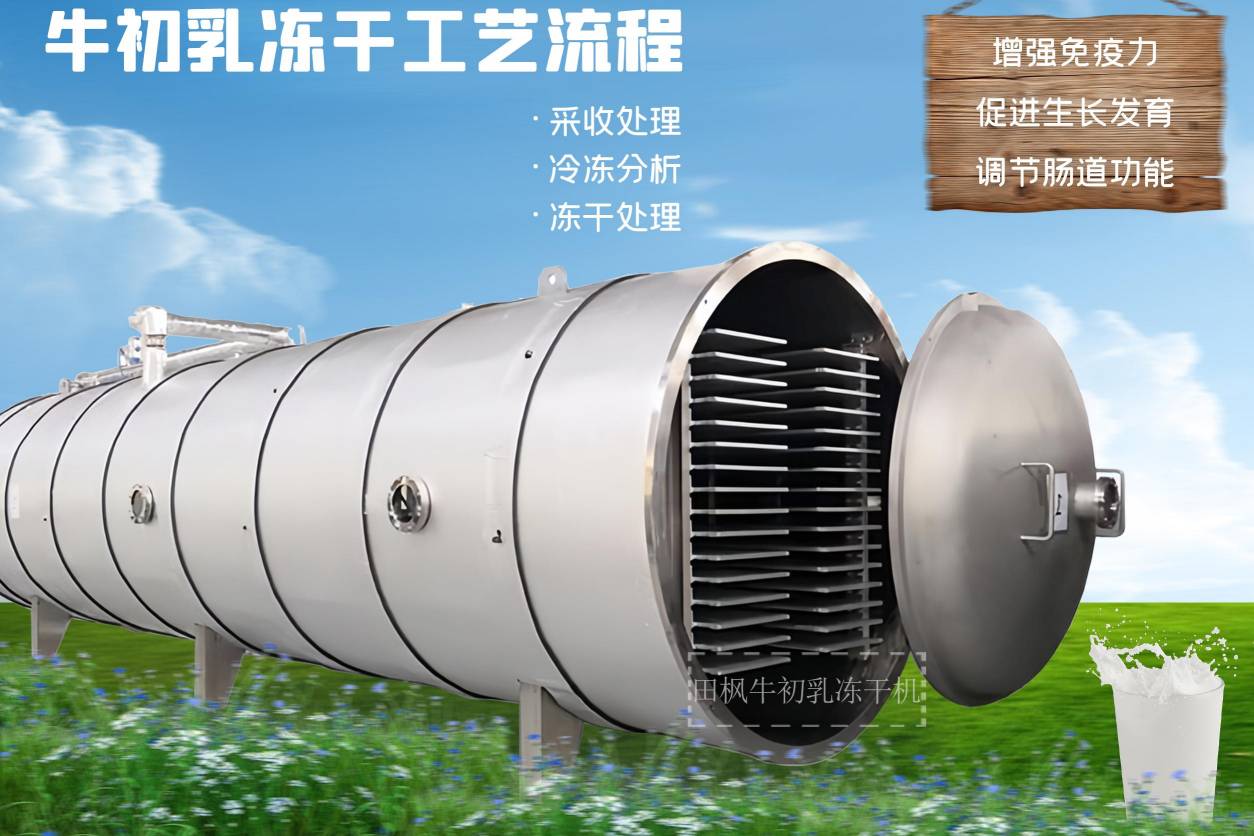 牛初乳凍干工藝：食品凍干機(jī)帶來(lái)的營(yíng)養(yǎng)新高度