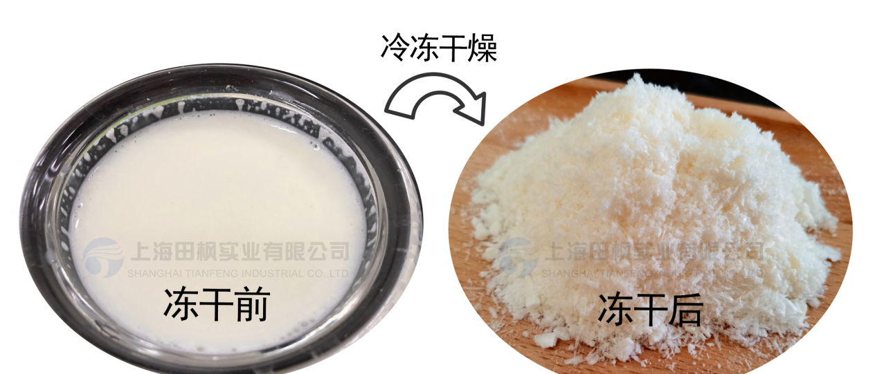 凍干機(jī)如何實(shí)現(xiàn)牛初乳免疫球蛋白活性保留